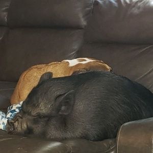 Meet your Posher, Larry